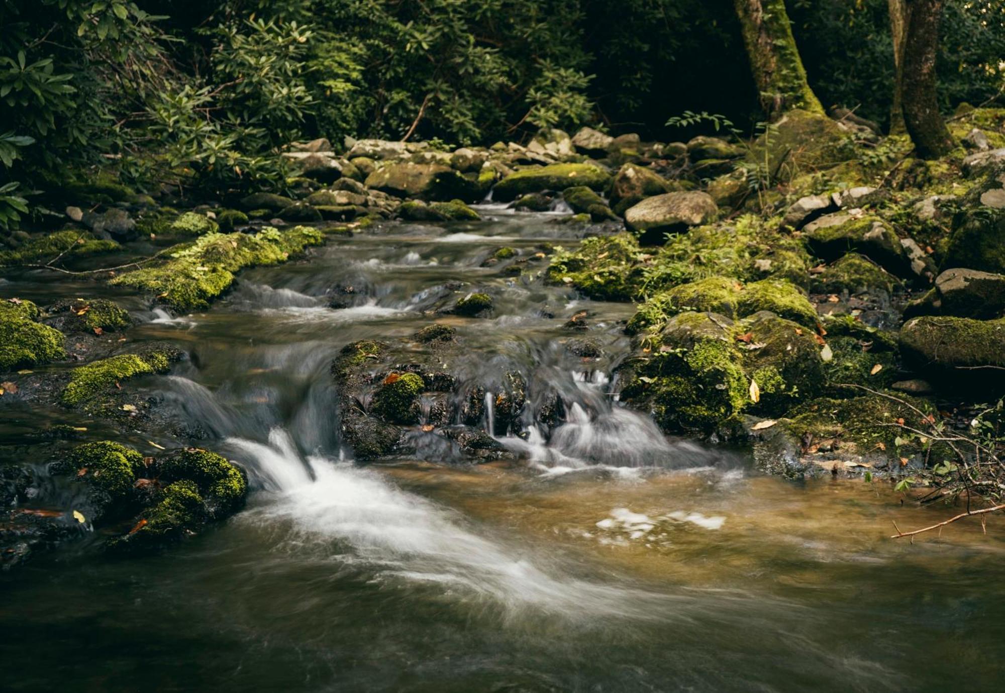 ガトリンバーグ The Dogwood In Treehouse Grove At Norton Creekヴィラ エクステリア 写真
